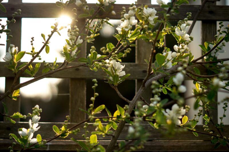 A wooden trellis with blossoming white flowers in sunlight, symbolising how a Rule for Life supports growth and flourishing in Christian counselling.