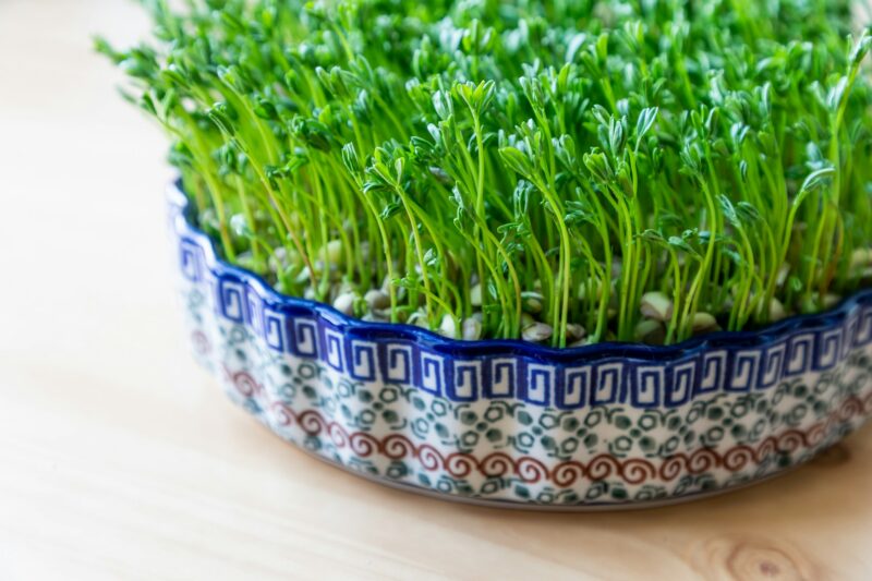 Biblical meaning of tov — God’s life-giving goodness